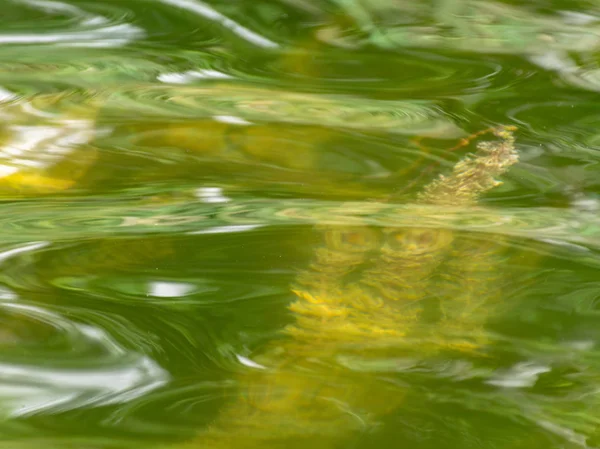 abstract picture with underwater plants, reflections, beautiful colors, suitable for textures