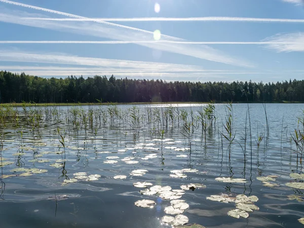 バルディス湖 ターナ ラトビアで水の葉と夏に吹く雲の下で緑を輝かせます — ストック写真