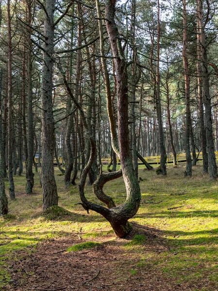 Kavisli çam ormanı, mistik çam ormanı, Curonian Spit, Kaliningrad Oblastı, Rusya