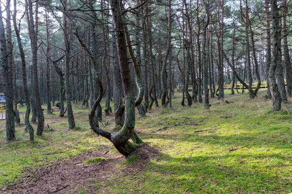 Kavisli çam ormanı, mistik çam ormanı, Curonian Spit, Kaliningrad Oblastı, Rusya