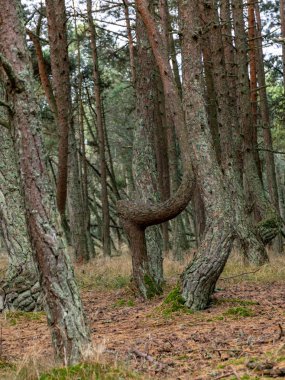 Kavisli çam ormanı, mistik çam ormanı, Curonian Spit, Kaliningrad Oblastı, Rusya
