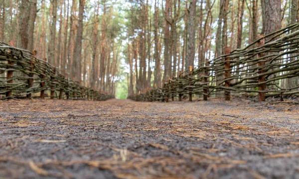 kavisli ağaç dalları ile güzel ahşap örgülü çit, ahşap çit, Curonian Spit, dans orman, Rusya