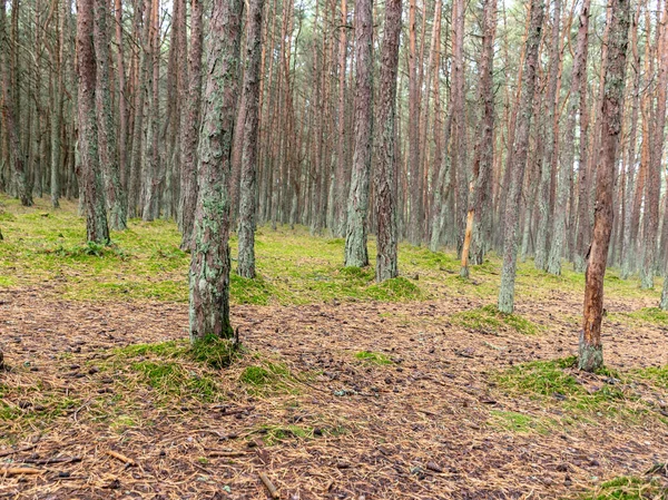 Kavisli çam ormanı, mistik çam ormanı, Curonian Spit, Kaliningrad Oblastı, Rusya