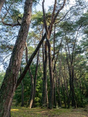 geç yaz aylarında ormanların görünümü, Curonian Spit