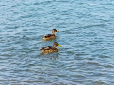 beyaz kum tepeleri ve güzel mavi deniz, ahşap patikalar ile manzara