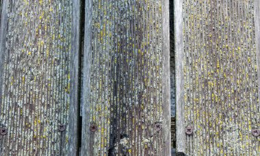 eski kurulları, soyut yosunlu desen, ilginç textura etkileyici ve güzel doku