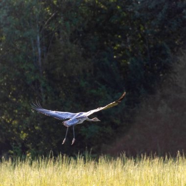 alanında vinç ile peyzaj, parlak yeşil arka plan, güzel sonbahar sabahı