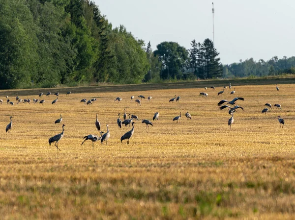 Piękny Krajobraz Żurawia Ptaka Żółte Pole Pokryte Las Oddali Jesień — Zdjęcie stockowe