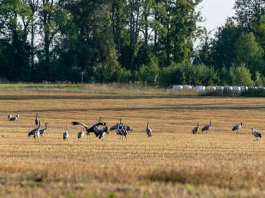 vinç kuş ile güzel manzara, sarı alan kaplı, mesafe orman, sonbahar sabahı