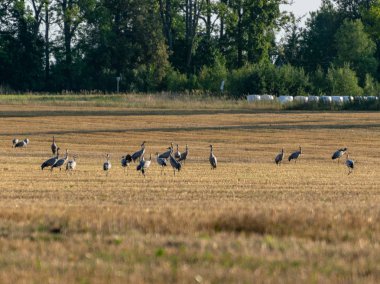 vinç kuş ile güzel manzara, sarı alan kaplı, mesafe orman, sonbahar sabahı