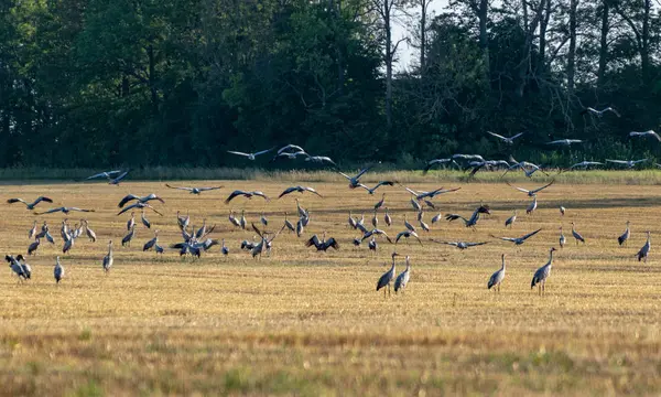 Piękny Krajobraz Żurawia Ptaka Żółte Pole Pokryte Las Oddali Jesień — Zdjęcie stockowe