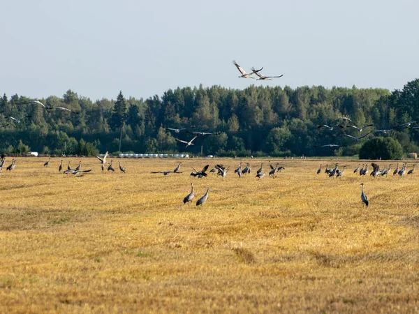 Piękny Krajobraz Żurawia Ptaka Żółte Pole Pokryte Las Oddali Jesień — Zdjęcie stockowe