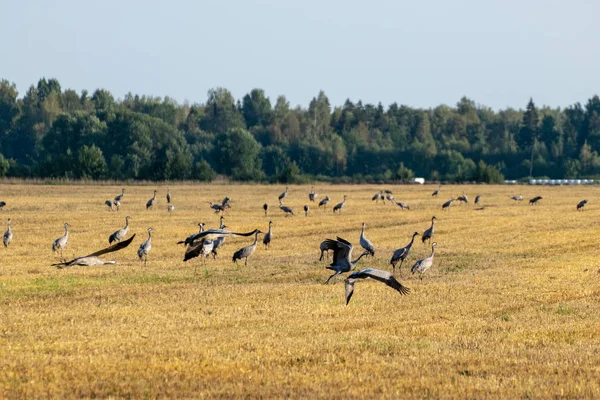 Piękny Krajobraz Żurawia Ptaka Żółte Pole Pokryte Las Oddali Jesień — Zdjęcie stockowe