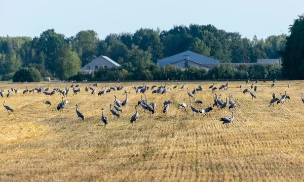 Piękny Krajobraz Żurawia Ptaka Żółte Pole Pokryte Las Oddali Jesień — Zdjęcie stockowe