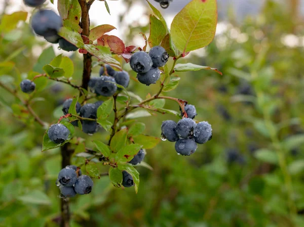 Close View Blueberry Berries Rainy Day Wet Berries — Stock Photo, Image