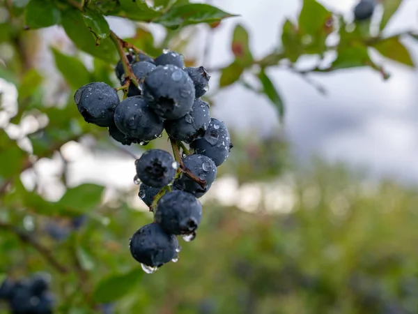 Close View Blueberry Berries Rainy Day Wet Berries — Stock Photo, Image