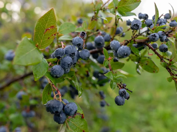 Vedere Aproape Afine Ploioasă Fructe Pădure Umede — Fotografie, imagine de stoc