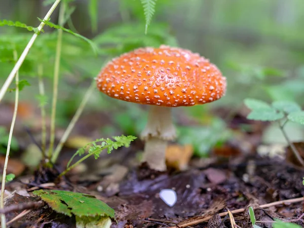 秋のキノコ 自然植物のぼやけた緑の背景とのクローズアップビュー — ストック写真