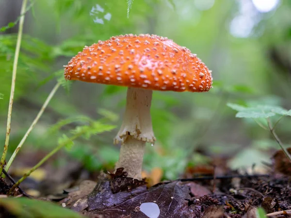 秋のキノコ 自然植物のぼやけた緑の背景とのクローズアップビュー — ストック写真