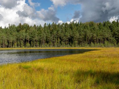 bataklık göl manzara, sonbaharda kızılcık toplama zamanı, ön planda parlak yeşil bataklık çim