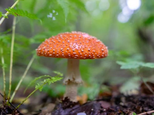 秋のキノコ 自然植物のぼやけた緑の背景とのクローズアップビュー — ストック写真