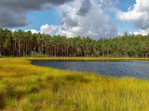 Swamp Lake Landschap Cranberry Verzamelen Tijd Herfst Helder Groen Moeras — Stockfoto