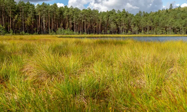 Swamp Lake Landschap Cranberry Verzamelen Tijd Herfst Helder Groen Moeras — Stockfoto