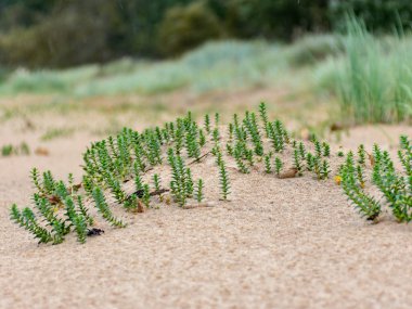 kumlu plaj, deniz kenarı, çöl bitkileri