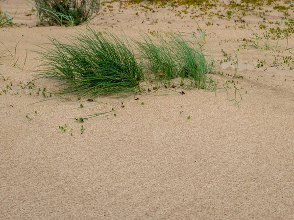 Praia Arenosa Beira Mar Plantas Deserto — Fotografia de Stock