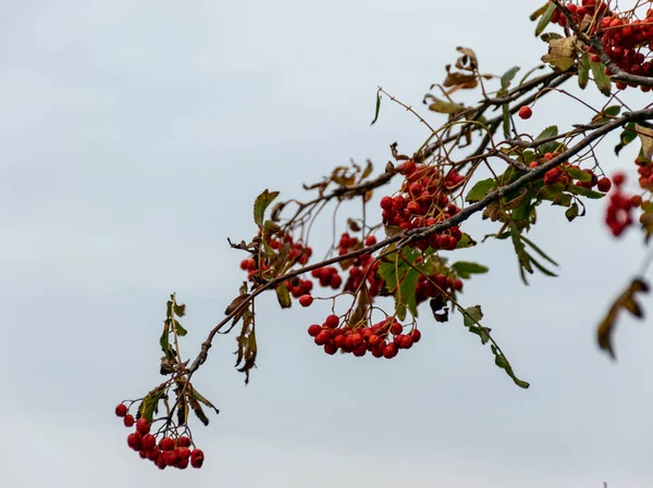 Rowan Tree Berries Seashore — Stock Photo, Image