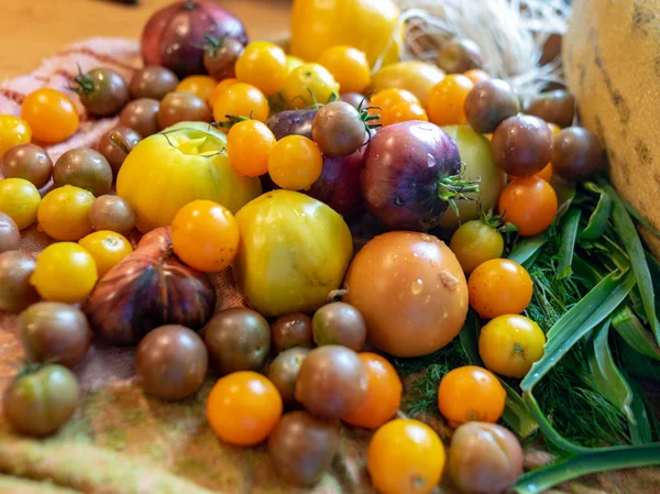 tomatoes of various sizes, colors and shapes