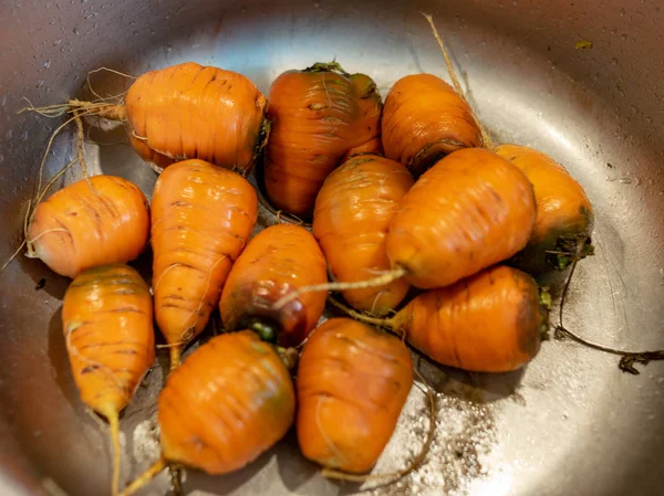 Zanahorias Naranja Fregadero Lavadas Grasas Jugosas —  Fotos de Stock