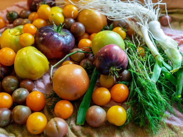 Tomaten Verschiedenen Größen Farben Und Formen — Stockfoto