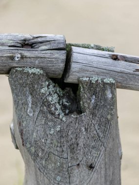 ahşap bahçe, kumul görünümü, fakir bitkiler, curonian tükürük, nida, litvanya