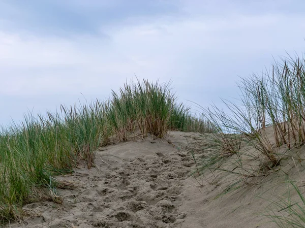 Vista Dune Sabbia Povere Piante Cielo Blu Scuro Prima Della — Foto Stock