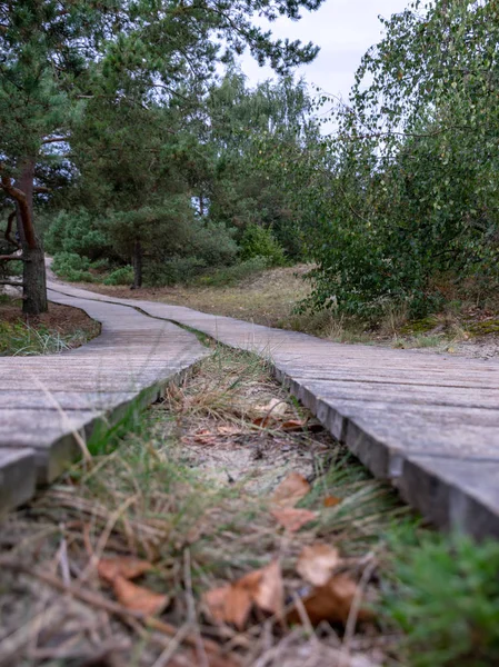 Krajina Dřevěnými Pěšinami Pískem Duny Curónskými Dunami Litvou — Stock fotografie