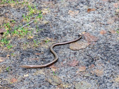 kumlu bir iz üzerinde küçük bir yılan görünümü