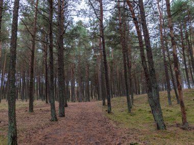 güzel çam ormanı, orman yolu, yaz günü