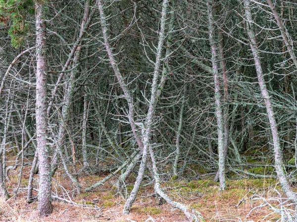 Belle Forêt Pins Sentier Forestier Journée Été — Photo