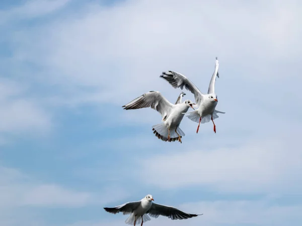 View Beautiful Seagulls Blue Sky — Stock Photo, Image