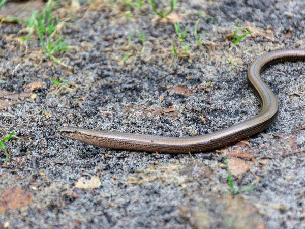 Pohled Malého Hada Písčitou Stezku — Stock fotografie