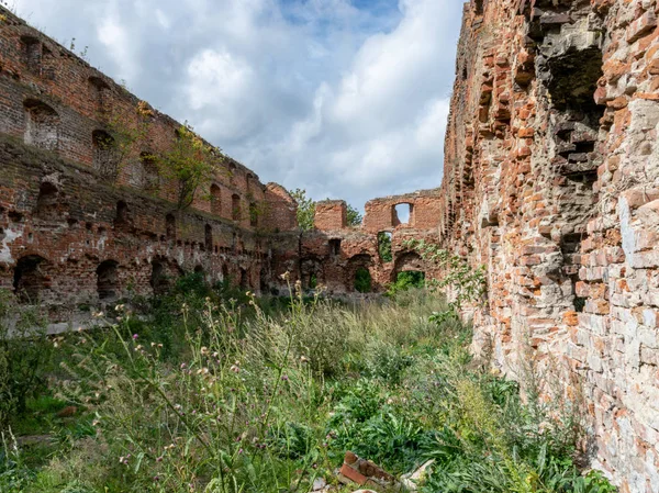 impressive ruins, from the castle built in 1266, red brick walls, trees on the walls,Castle Brandenburg, Kaliningrad Oblast, Russia
