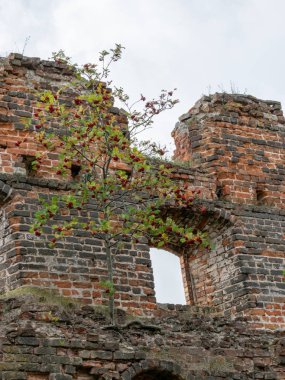 etkileyici kalıntıları, kale 1266 yılında inşa, kırmızı tuğla duvarlar, duvarlarda ağaçlar, Castle Brandenburg, Kaliningrad Oblast, Rusya