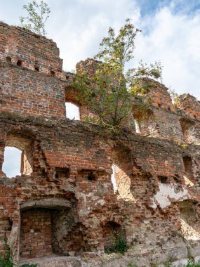 etkileyici kalıntıları, kale 1266 yılında inşa, kırmızı tuğla duvarlar, duvarlarda ağaçlar, Castle Brandenburg, Kaliningrad Oblast, Rusya