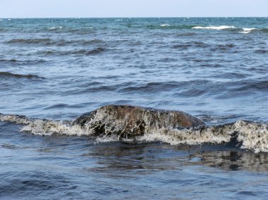 Baltık Denizi kıyısında su sahilde ve yosun suda yosun