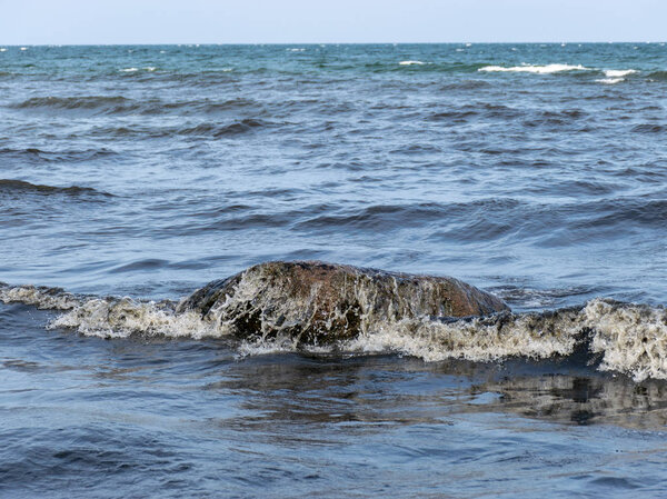 Морские водоросли в воде на побережье и водоросли в воде на побережье Балтийского моря
