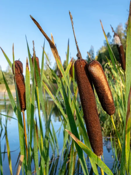 yeşil sazlık ve fetal balinalar ile resim , sabah erken