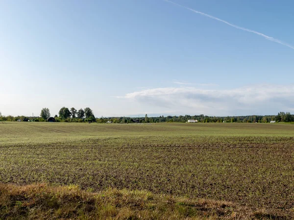 Picture Rye Field Fresh Green Contrasting Blue Sky — Stock Photo, Image