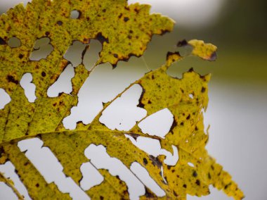sarı ve delikli sonbahar yaprakları, arkasında bulanık bir arka plan ile