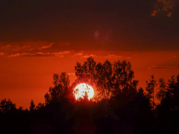 Landschap Met Contrasterende Zonsopgang Fuzzy Zwarte Boom Silhouetten Wazige Wolken — Stockfoto